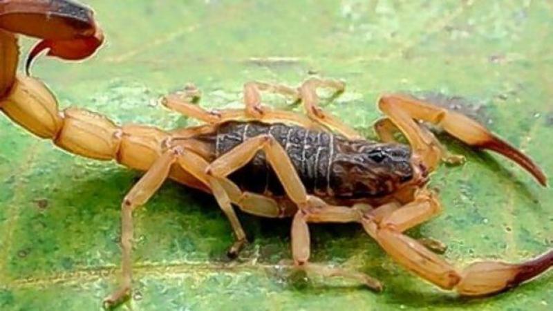 Alacranes: cómo evitarlos y qué hacer ante una picadur.