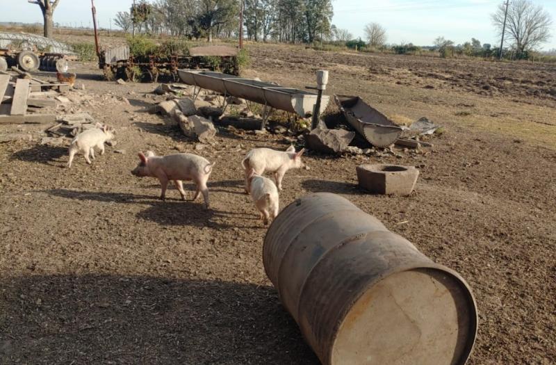 La provincia emite un alerta por aumento de casos de triquinosis