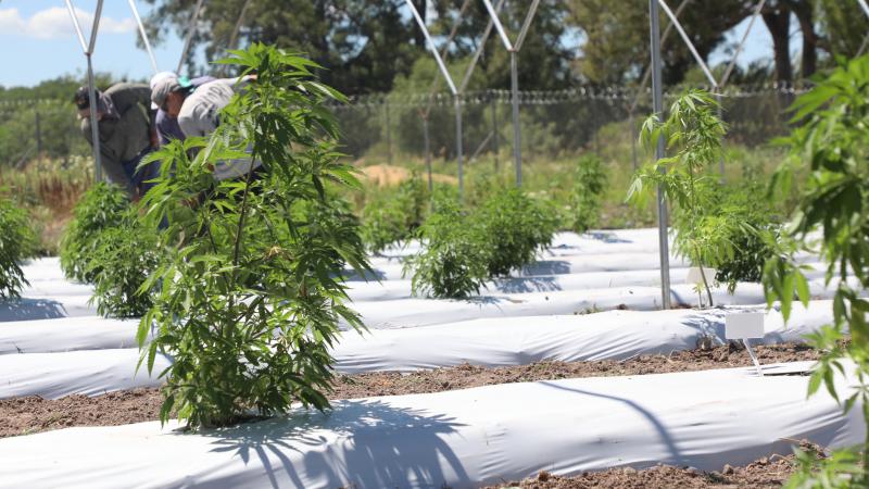Confirman en que se utilizará la primera cosecha pública de cannabis
