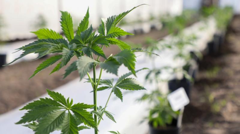 Santa Fe puso en marcha los consultorios de cannabis medicinal.