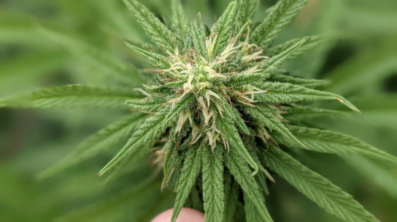 Santa Fe registró su primera variedad de semilla de marihuana medicinal