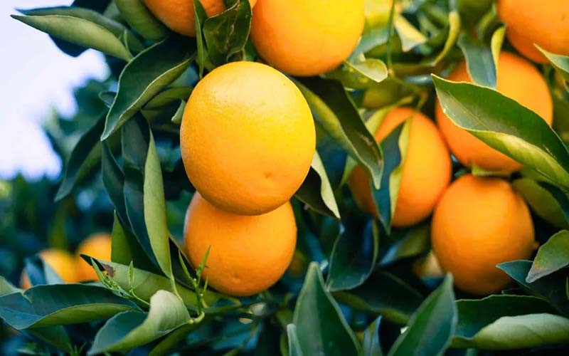 Récord exportador en más de 50 rubros agroindustriales: qué productos lideran las ventas.