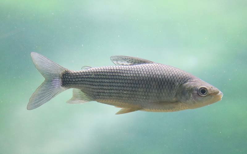 Santa Fe y Entre Ríos coordinan por primera vez la regulación de la pesca en el Paraná.