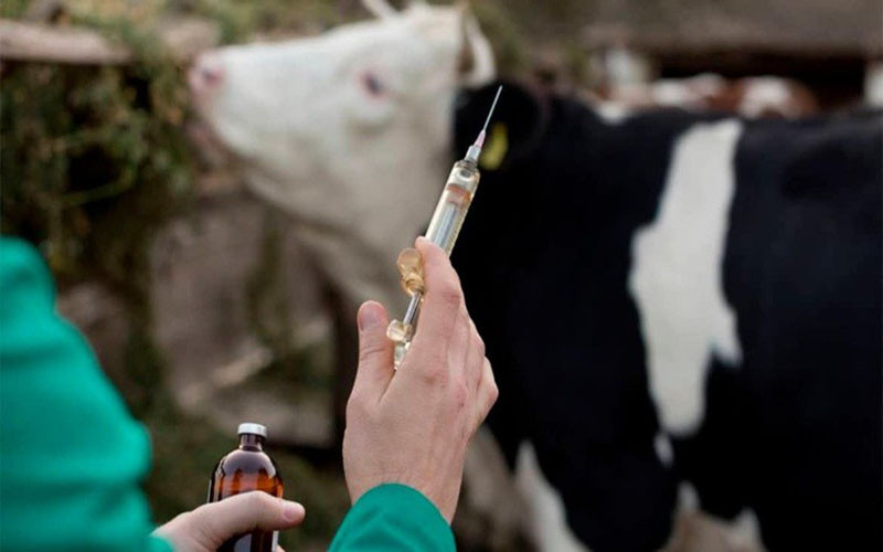 Tuberculosis bovina: controles positivos en tambos santafesinos.