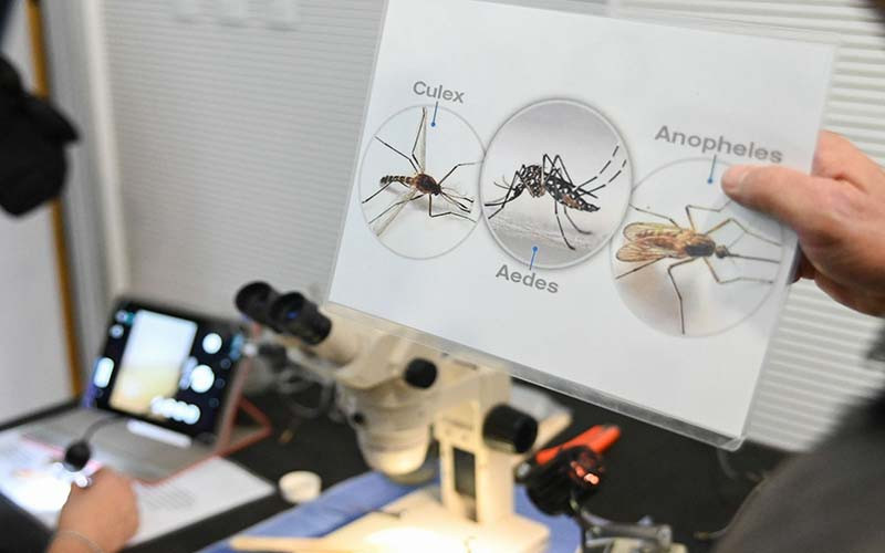 Objetivo Dengue: cómo funciona la red de monitoreo que permitió detectar la presencia del mosquito todo el año.
