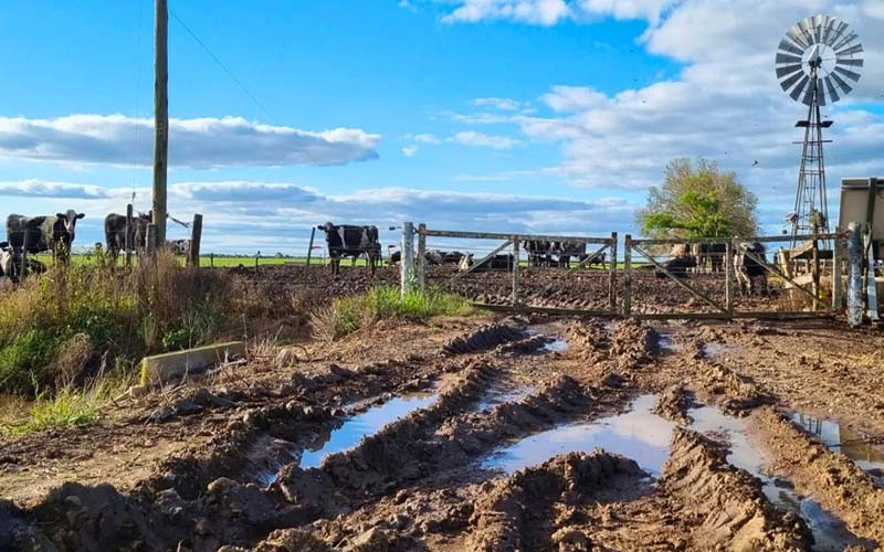 El Niño: las claves que dio INTA Rafaela para que los tambos lleguen preparados a las lluvias.