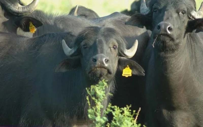 La carne de búfalo en Santa Fe, una opción más saludable y económica.