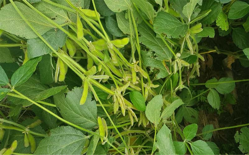 Lote con soja temprana (de primera), en etapa de R5 (comienzo de llenado de semilla en nudo), con muy buena estructura de plantas, en el centro del departamento Castellanos.