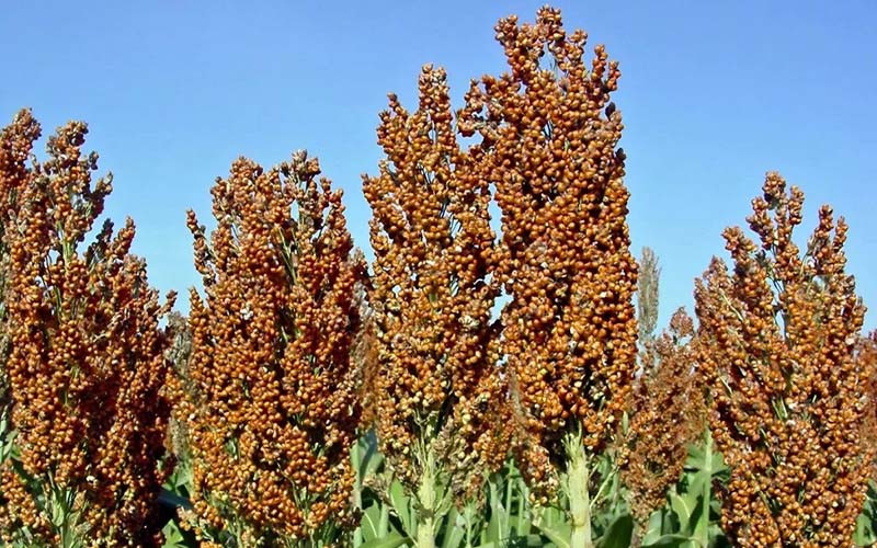 Sorgo para silaje: qué híbridos rindieron más en el ensayo 2025/26 de INTA Rafaela.