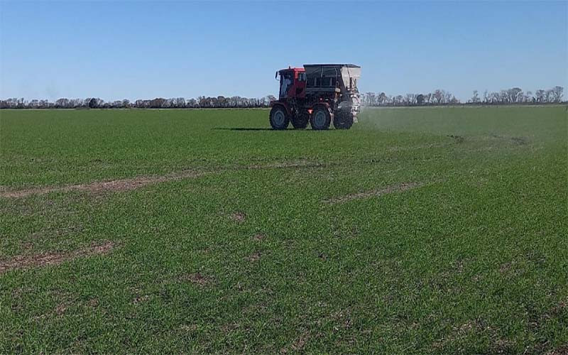 Lote con trigo, en pleno proceso de fertilización nitrogenada, muy buen estado, en el centro norte del departamento San Martín.