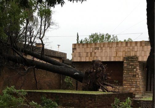 El temporal arranc&oacute; un viejo &aacute;rbol de ra&iacute;z.